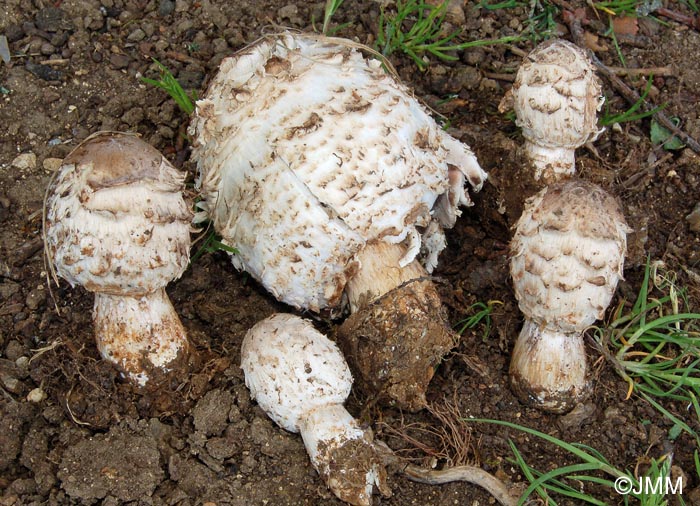 Coprinus comatus var. ovatus