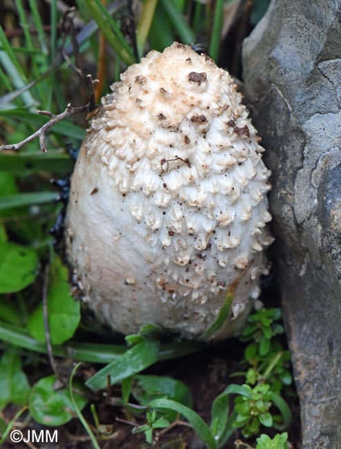 Coprinus comatus var. ovatus