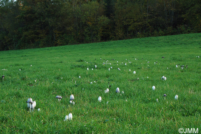 Coprinus comatus 