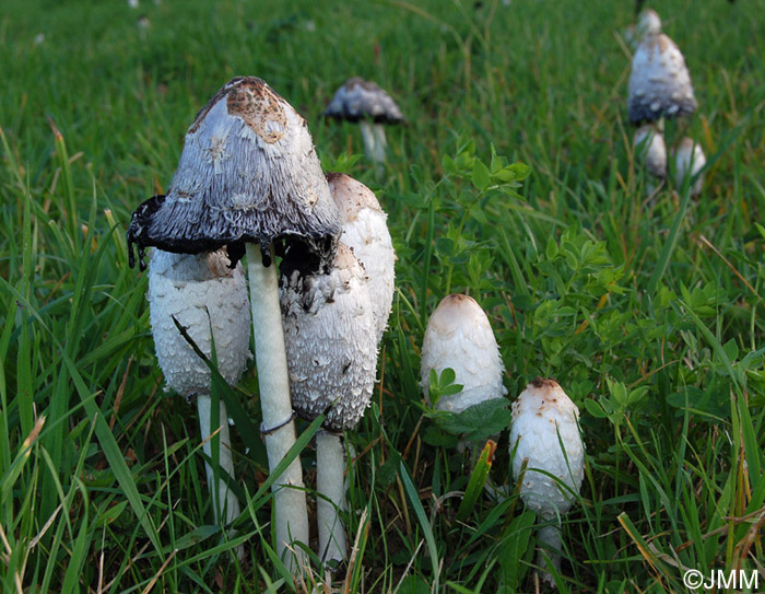 Coprinus comatus 