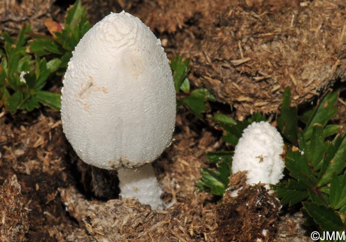 Coprinus cothurnatus = Coprinopsis cothurnata