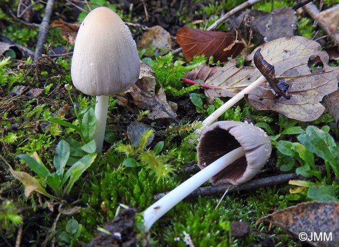 Coprinus deliquescens = Coprinellus deliquescens = Coprinus sylvaticus