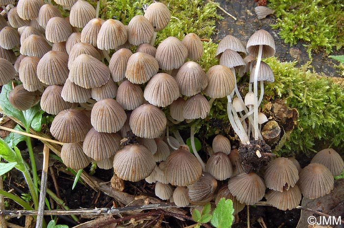 Coprinus disseminatus = Coprinellus disseminatus