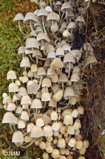 Coprinus disseminatus = Coprinellus disseminatus