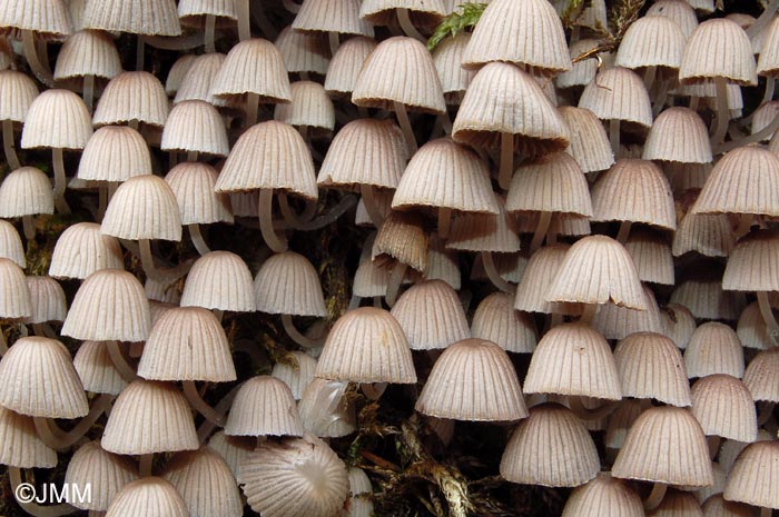 Coprinus disseminatus = Coprinellus disseminatus