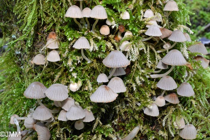 Coprinus disseminatus = Coprinellus disseminatus