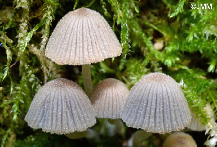 Coprinus disseminatus = Coprinellus disseminatus