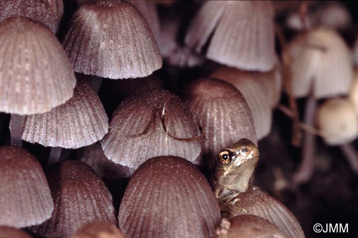 Coprinus disseminatus et jeune grenouille rousse