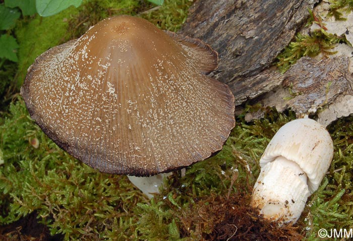 Coprinus domesticus