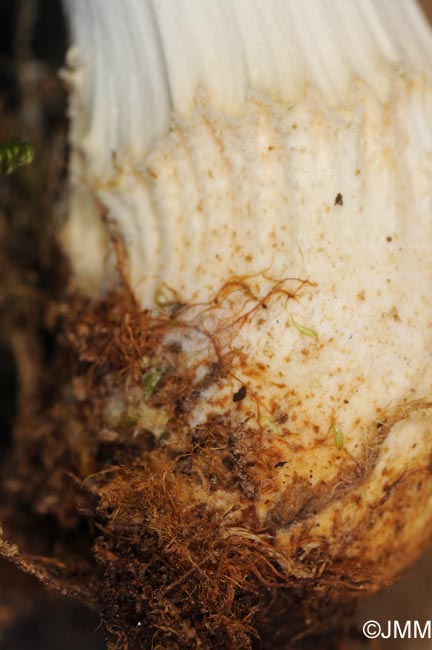 Coprinus domesticus