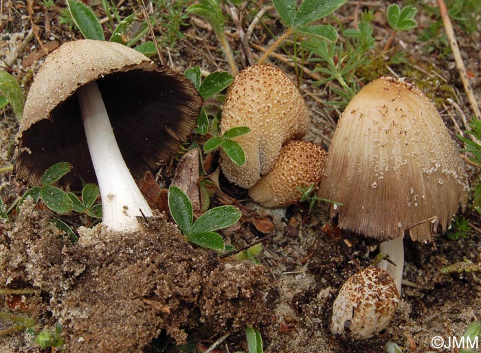 Coprinus domesticus