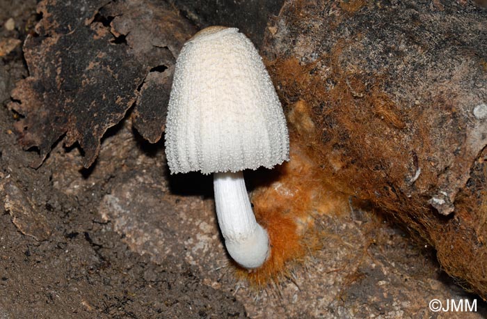 Coprinus domesticus = Coprinellus domesticus