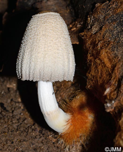 Coprinus domesticus = Coprinellus domesticus