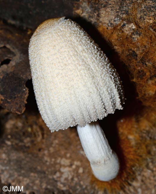 Coprinus domesticus = Coprinellus domesticus