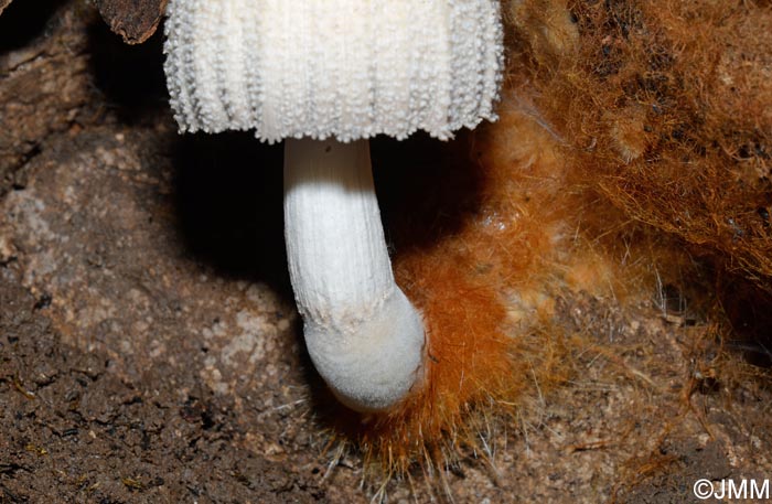 Coprinus domesticus = Coprinellus domesticus