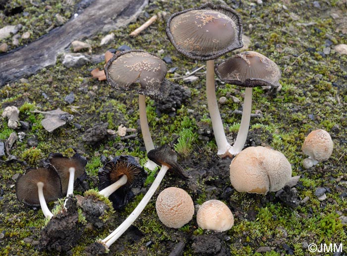 Coprinus ellisii = Coprinellus ellisii