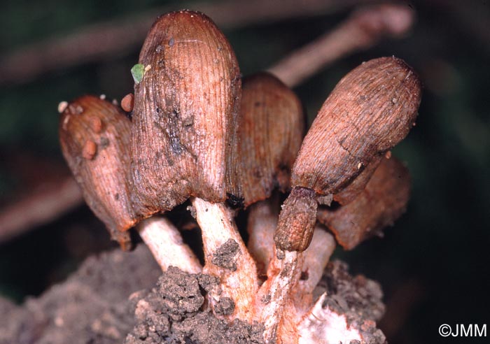 Coprinus erythrocephalus