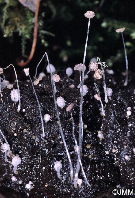 Coprinus heptemerus = Coprinellus heptemerus