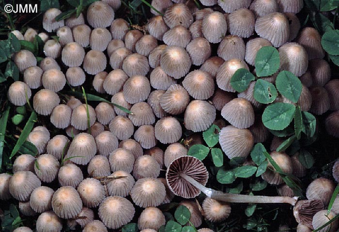 Coprinus hiascens = Coprinellus hiascens