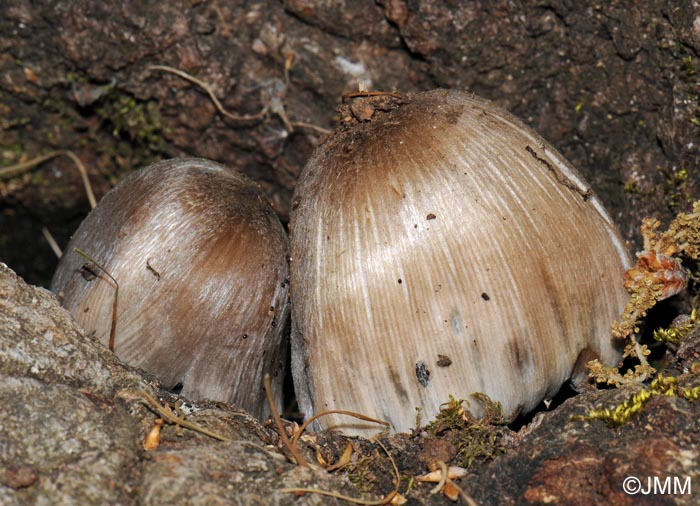 Coprinus insignis = Coprinus alopecia = Coprinopsis insignis