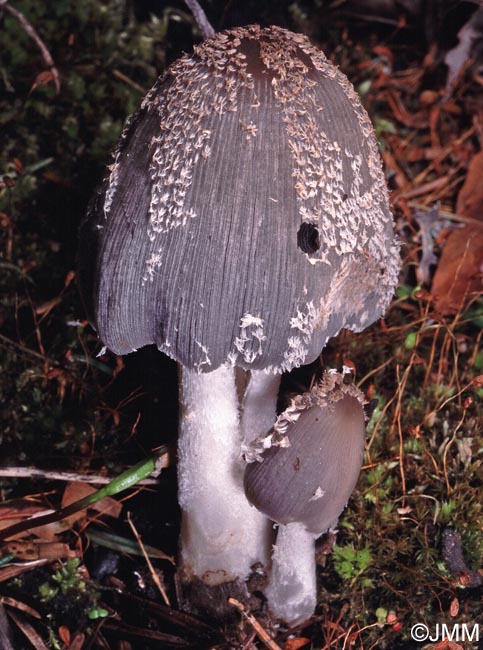 Coprinus jonesii = Coprinus lagopides