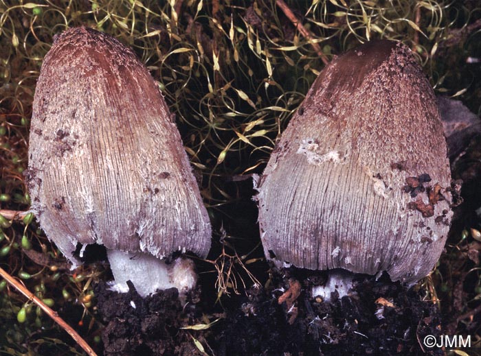 Coprinus jonesii = Coprinus lagopides