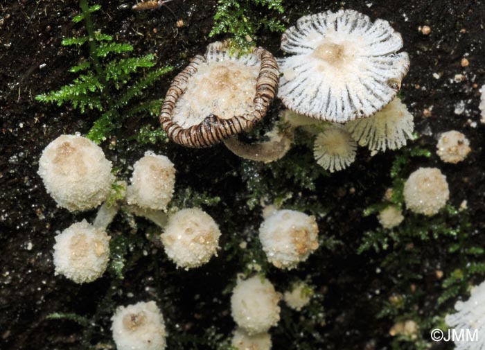 Coprinus laanii