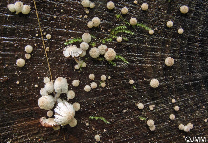 Coprinus laanii