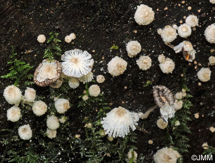 Coprinus laanii