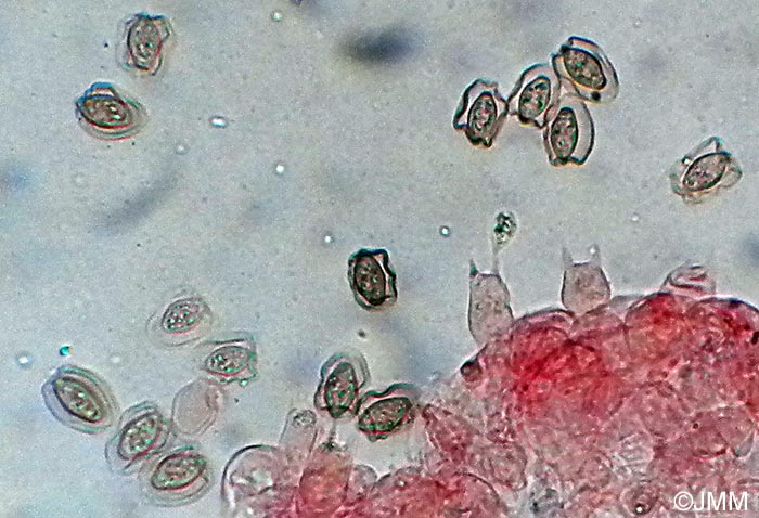 Coprinus laanii : basides et spores