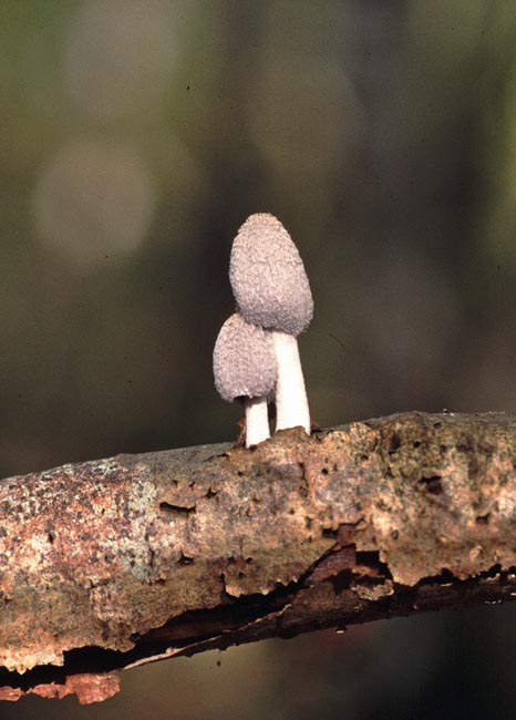 Coprinus laanii