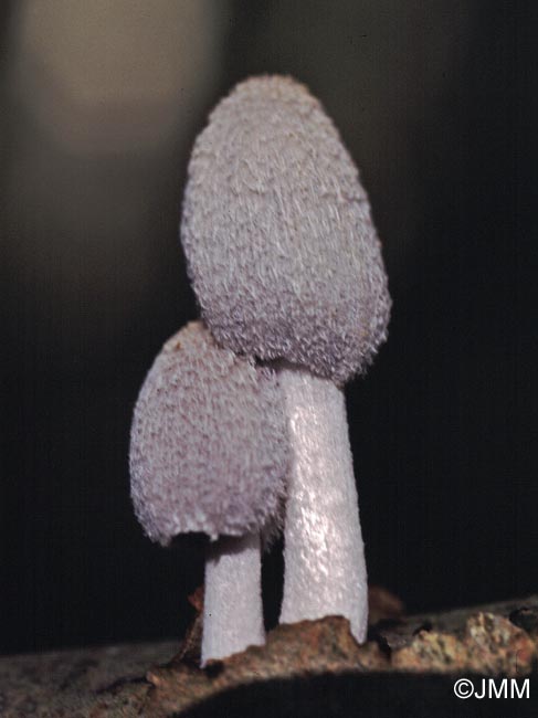 Coprinus laanii