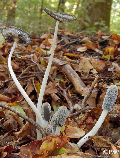 Coprinus lagopus