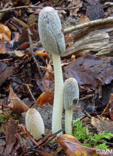 Coprinus lagopus