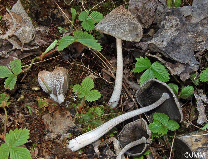 Coprinus lagopus