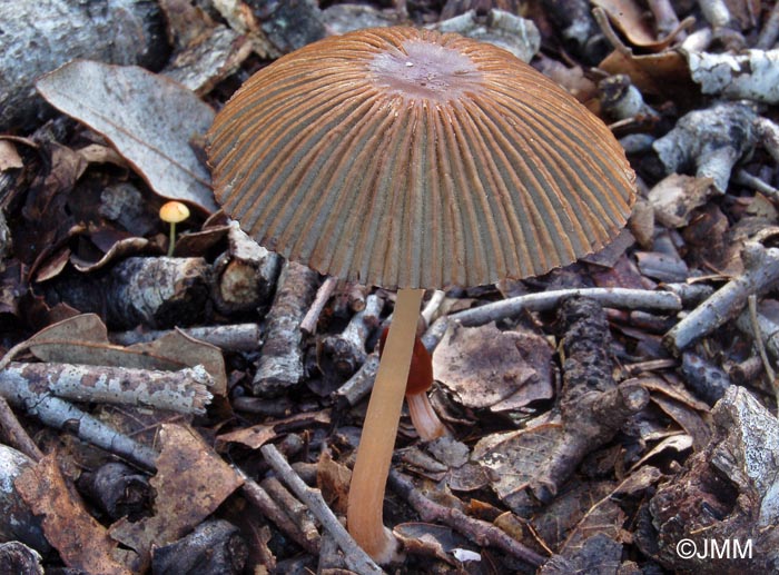 Coprinus leiocephalus = Parasola leiocephala = Parasola lactea