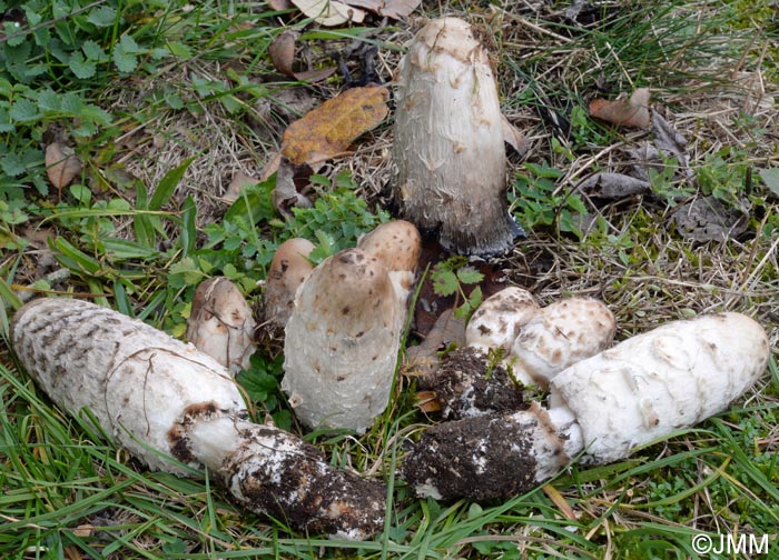 Coprinus levisticolens