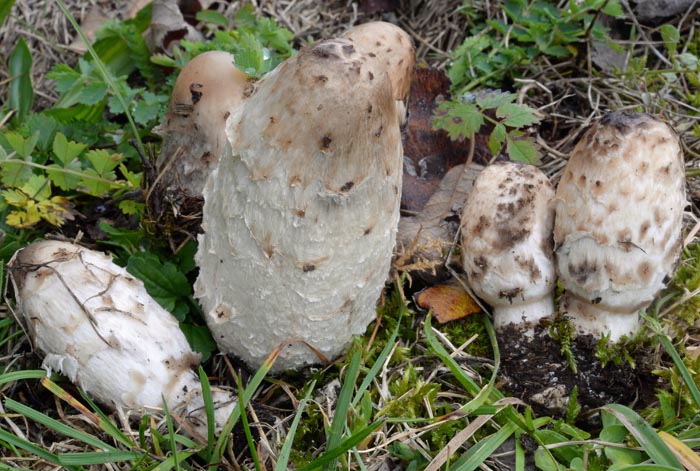 Coprinus levisticolens