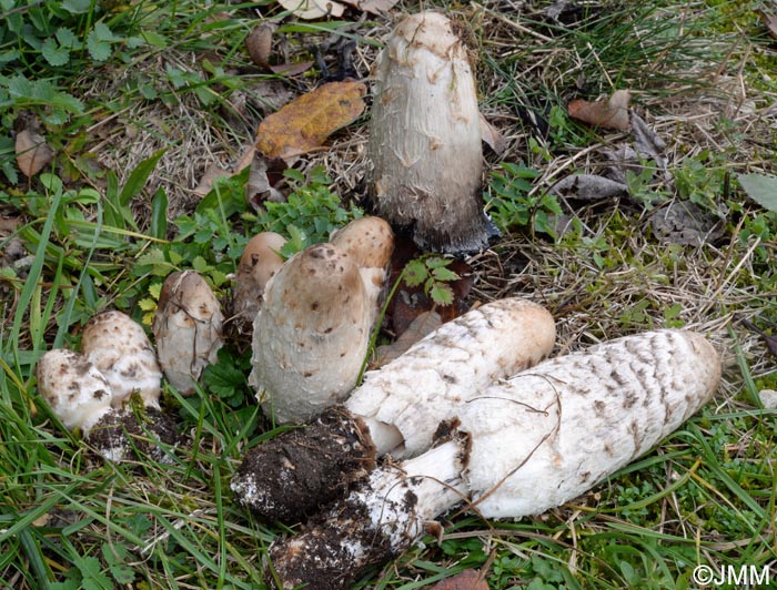 Coprinus levisticolens