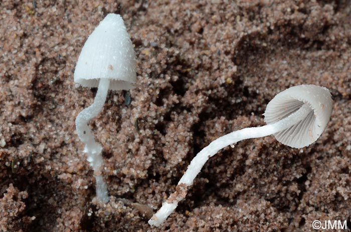 Coprinus lotinae = Coprinopsis lotinae