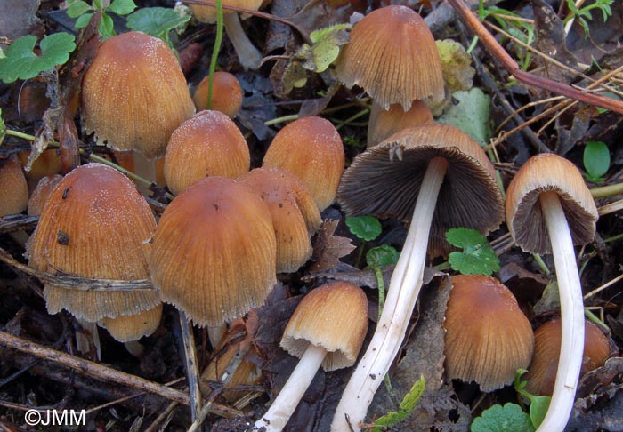 Coprinus micaceus