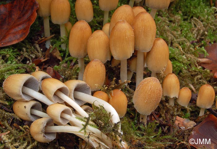 Coprinus micaceus