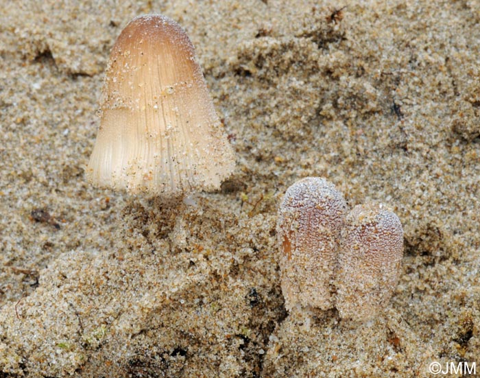 Coprinus micaceus