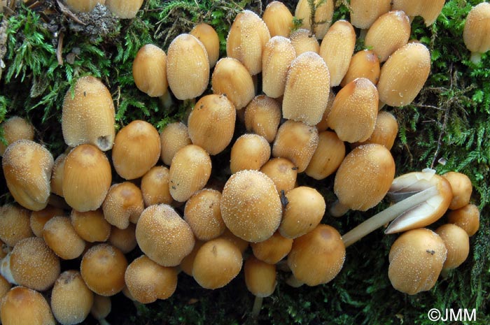 Coprinus micaceus