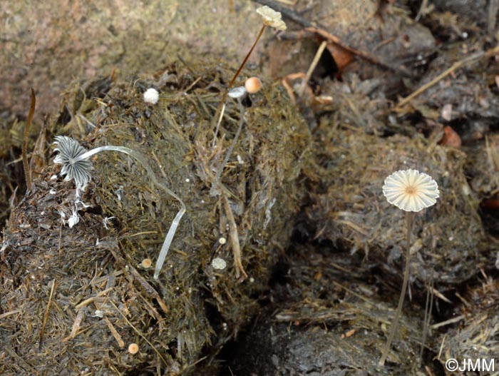 Coprinus miser = Parasola misera