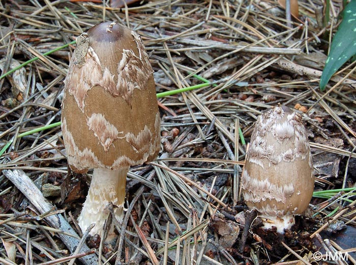 Coprinus picaceus