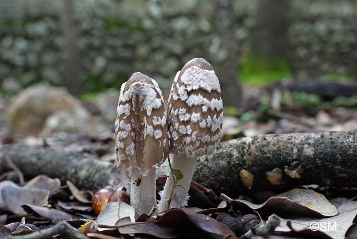 Coprinus picaceus