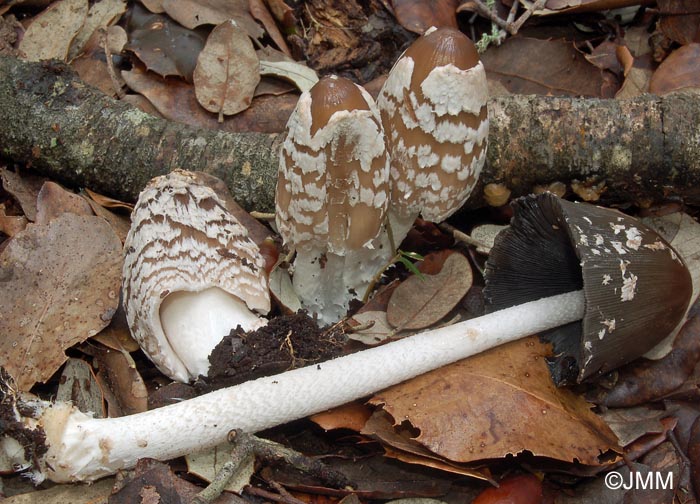 Coprinus picaceus