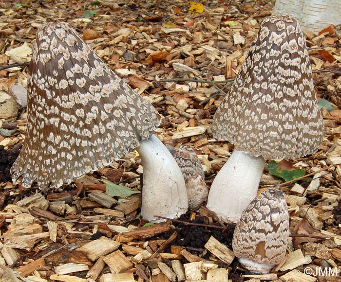 Coprinus picaceus