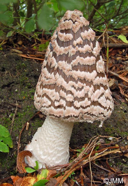 Coprinus picaceus